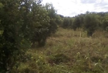 Campo en Puerto Iguazú: en Venta · dueño directo · 220 ha - Imagen 2