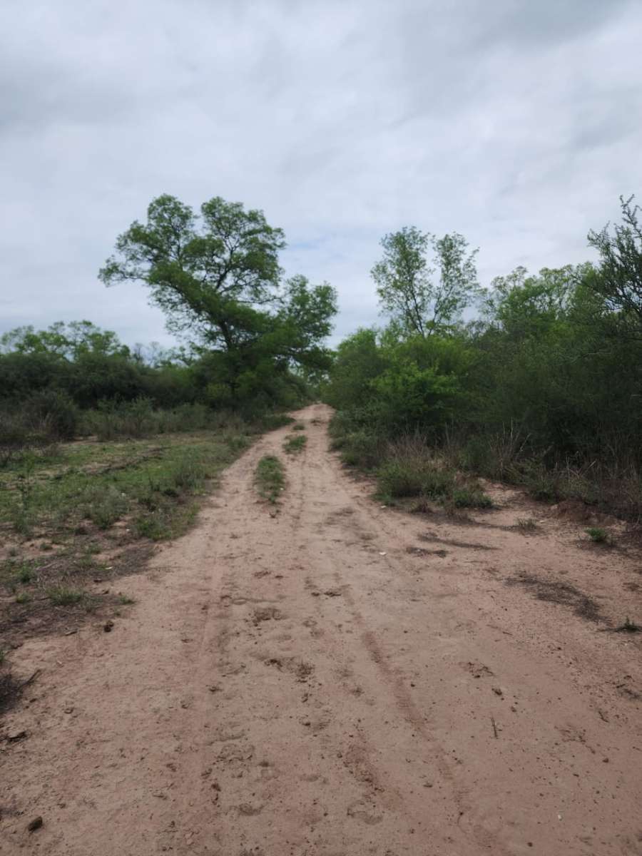 Comprar Campo en Santiago del Estero · dueño directo · 920 ha - Imagen 2