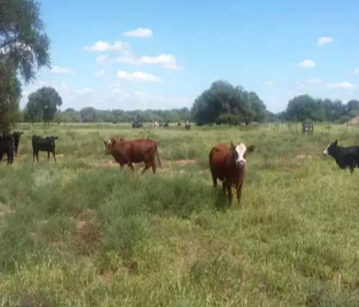 Tu próximo Campo en Venta en Cruz del Eje · dueño directo · 1.200 ha - Imagen 1