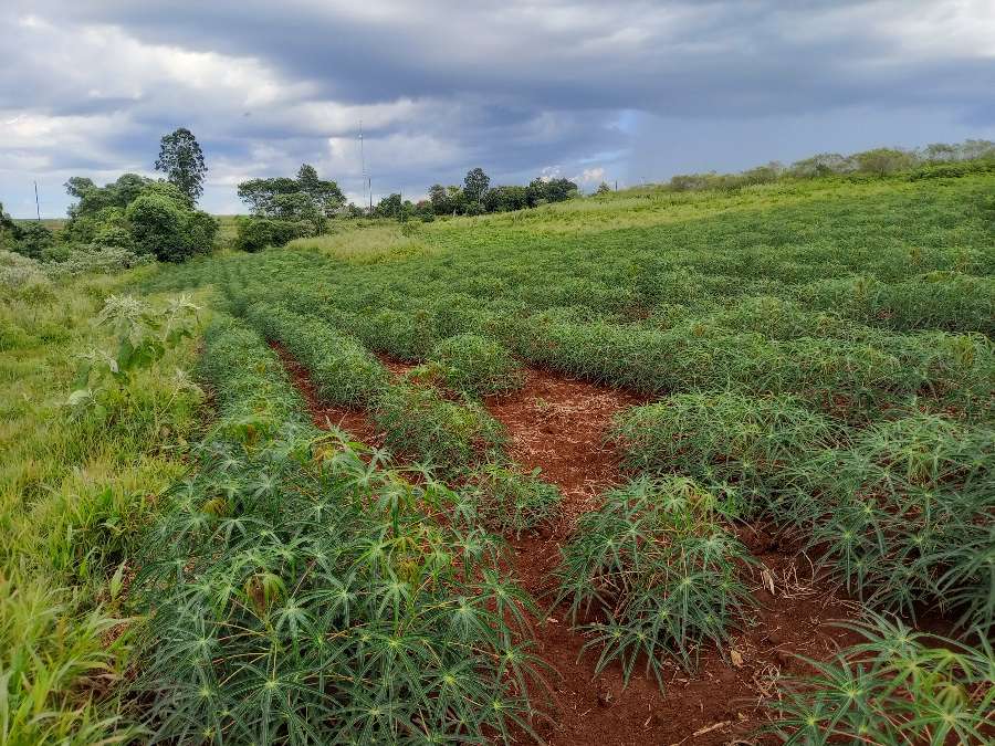 Campo en Venta en El Soberbio con · dueño directo · 8 ha - Imagen 3