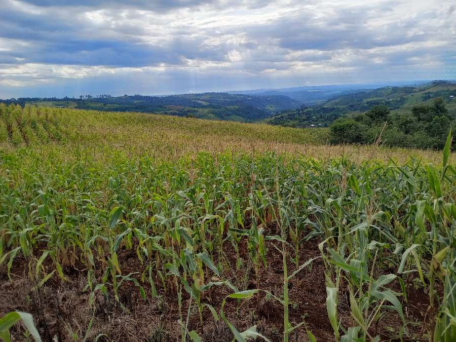 Campo en Venta en El Soberbio con · dueño directo · 8 ha - Imagen 5