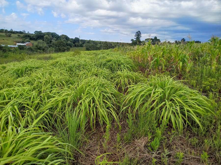 Campo  El Soberbio - Imagen
