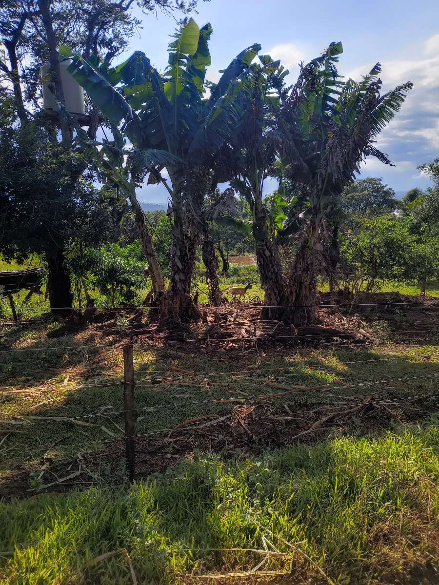Campo  El Soberbio - Imagen