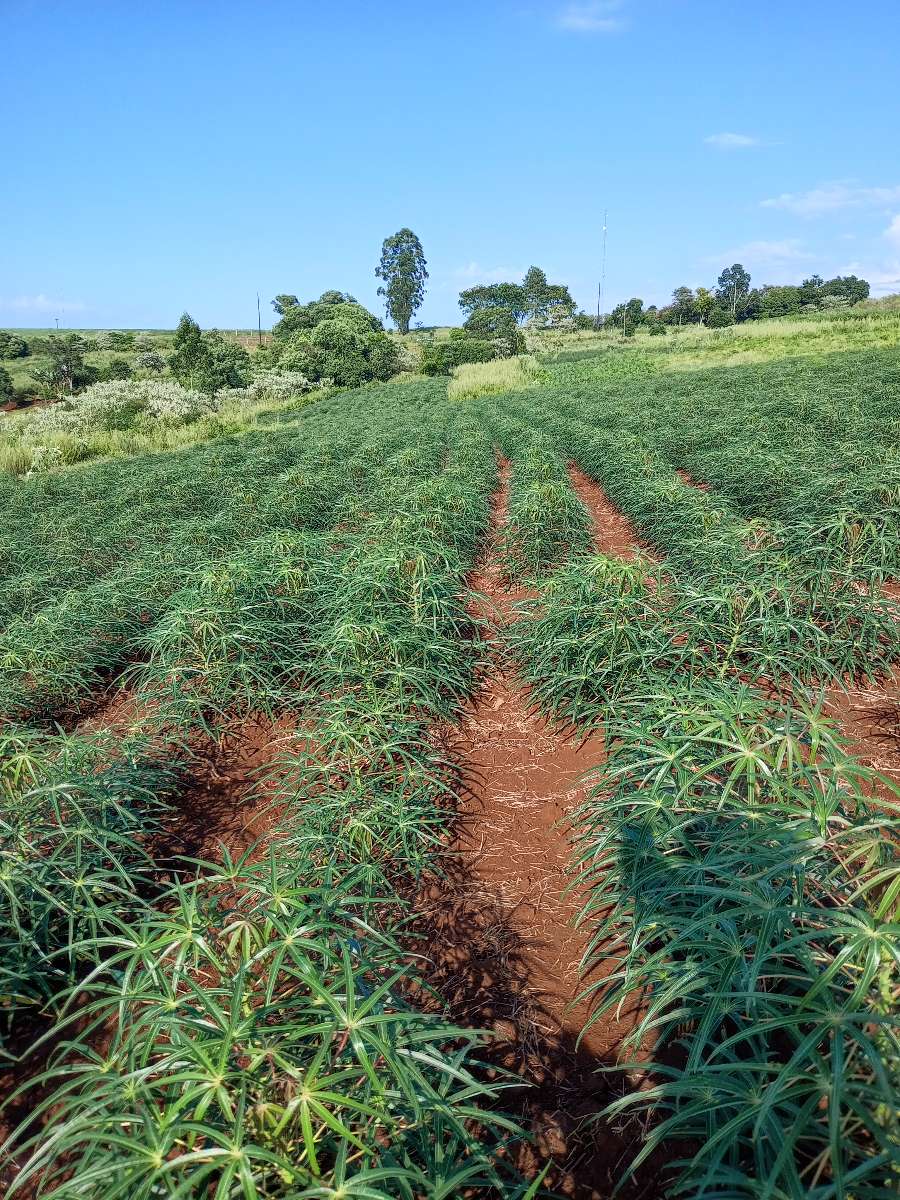 Campo  El Soberbio - Imagen