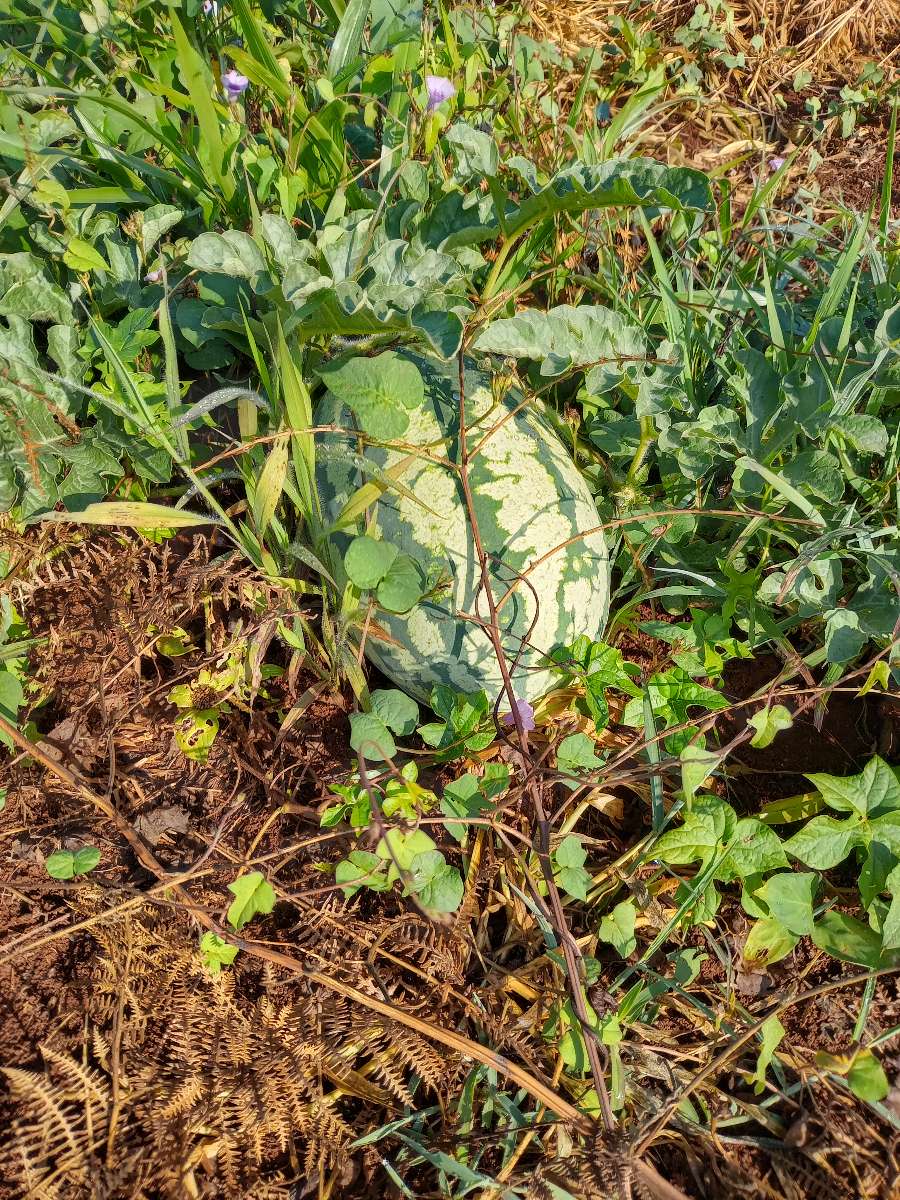 Campo  El Soberbio - Imagen