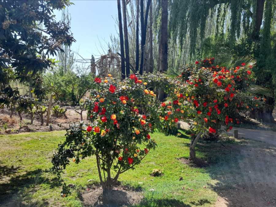 Campo  Rodeo de la Cruz - Imagen