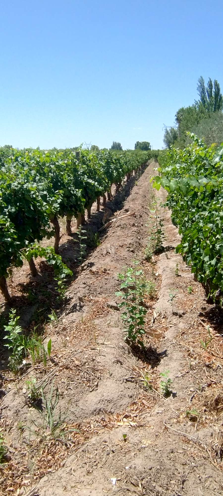 Campo  Rodeo de la Cruz - Imagen