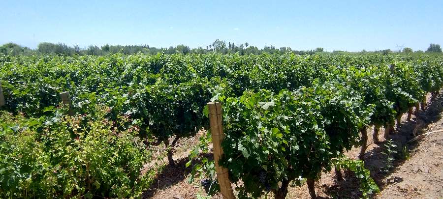 Campo  Rodeo de la Cruz - Imagen