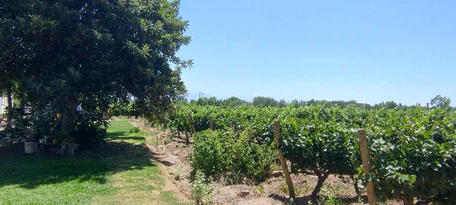 Campo  Rodeo de la Cruz - Imagen