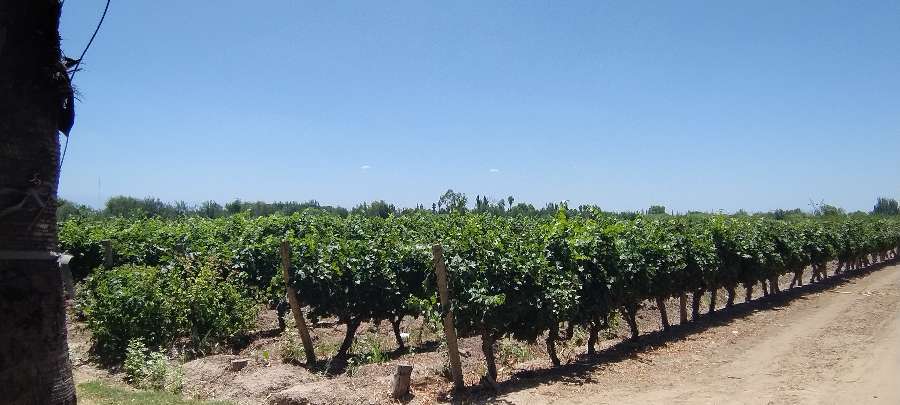 Campo  Rodeo de la Cruz - Imagen