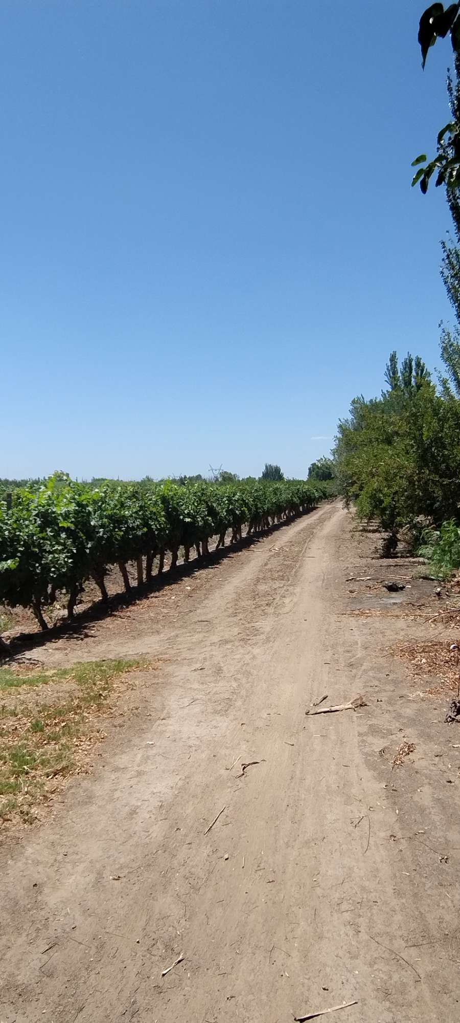 Campo  Rodeo de la Cruz - Imagen