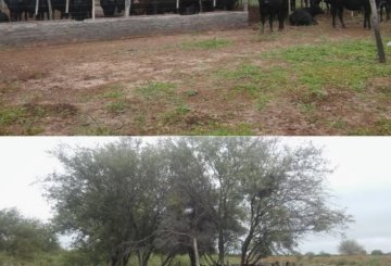 Campo en Santiago del Estero para en Venta · dueño directo · 652 ha - Imagen 5