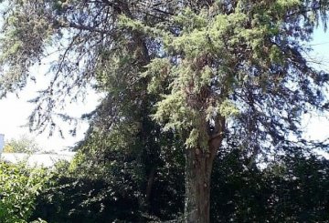 En Gualeguaychú, Casa en Venta · dueño directo · 3 dorm · 387 m² de lote - Imagen 2