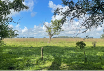 Campo disponible para la en Venta en Canuelas · 248 ha - Imagen 4