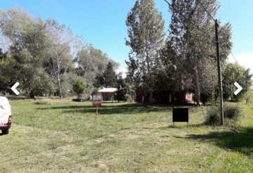 Pensamientos y  tulipanes, 