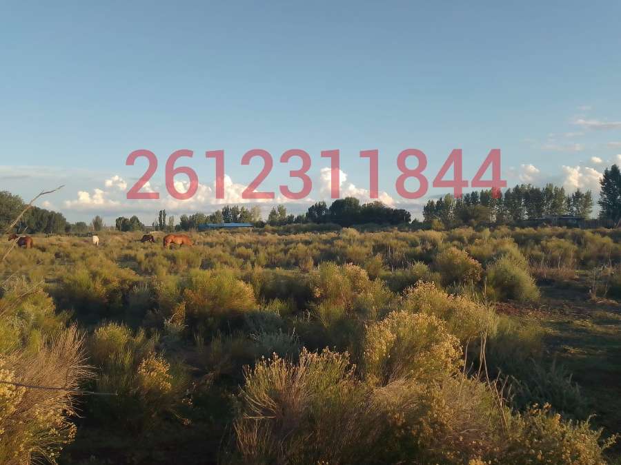 Campo  Tunuyan - Imagen