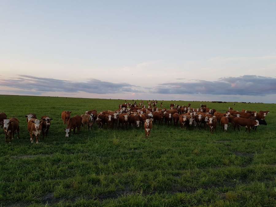 Campo disponible en La Paz · dueño directo · 3.800 ha - Imagen 1