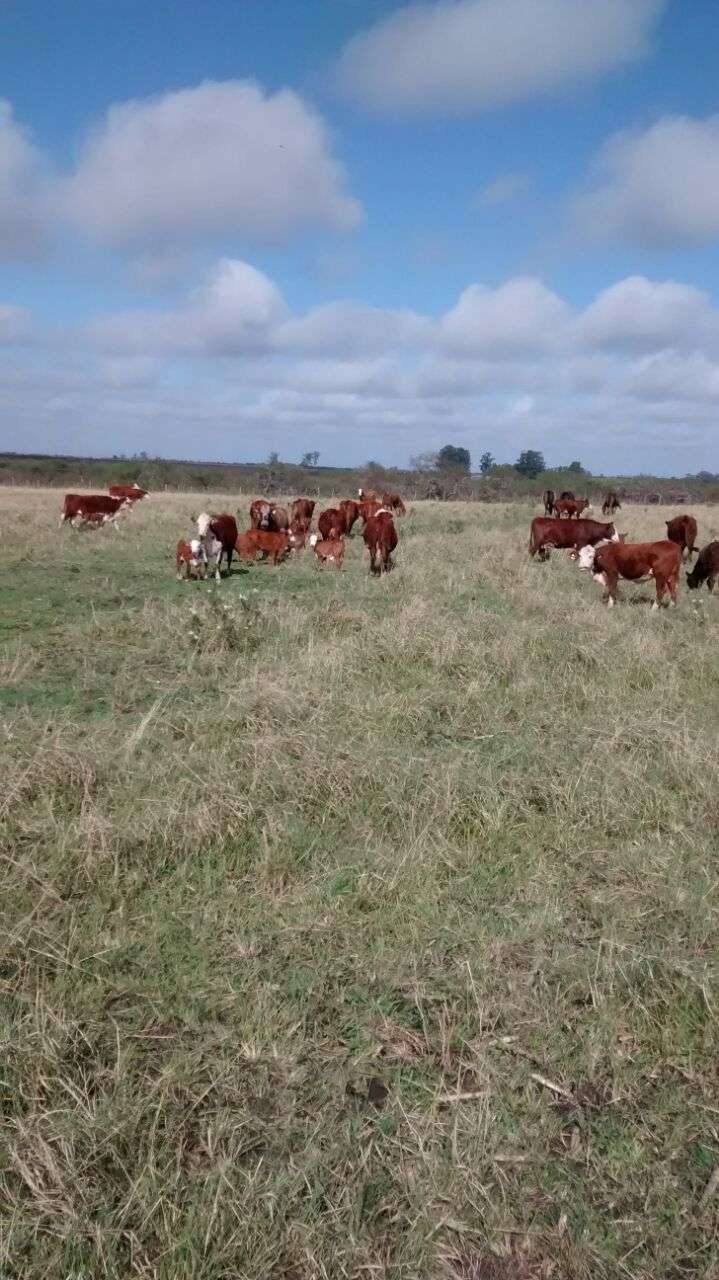 Campo disponible en La Paz · dueño directo · 3.800 ha - Imagen 4
