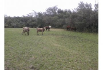 Vendo  hectáreas de campo mixto agricultura ganadería y monte  en rincón - Victoria - Imagen 1