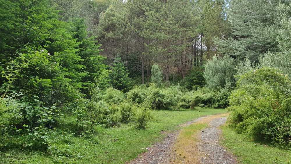 Terreno  Lago Puelo - Imagen