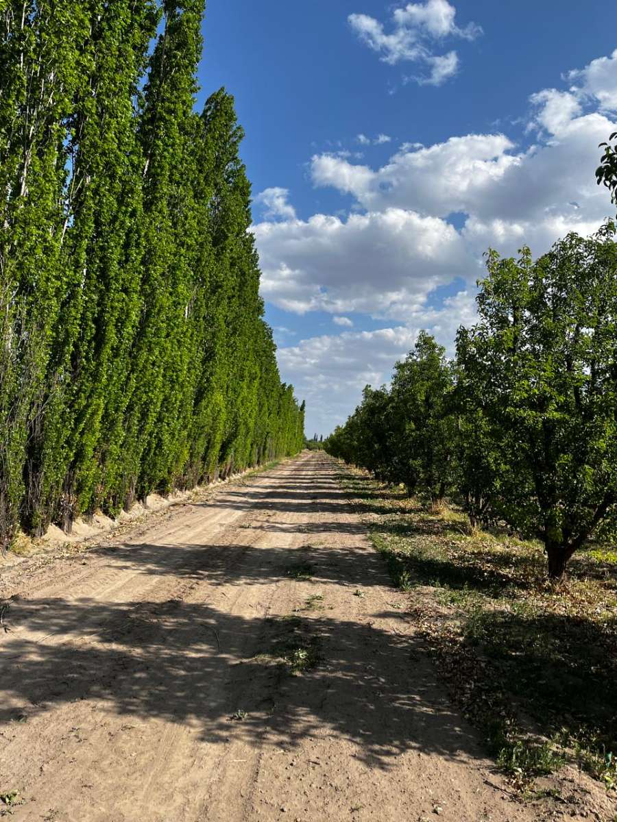 Chacra en Venta Calle "m" Y "9", General Alvear - Imagen 2