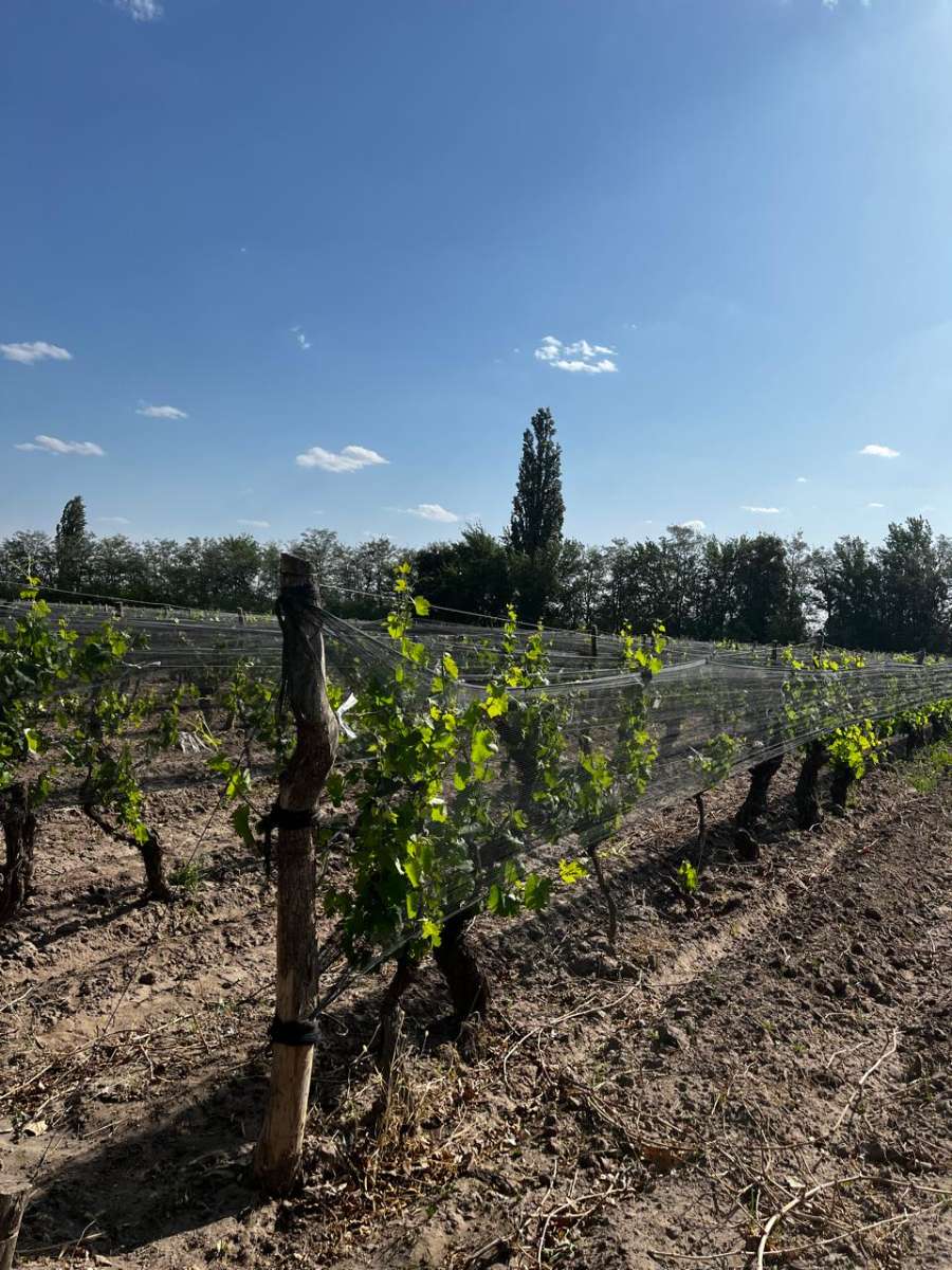 Chacra en Venta Calle "m" Y "9", General Alvear - Imagen 3