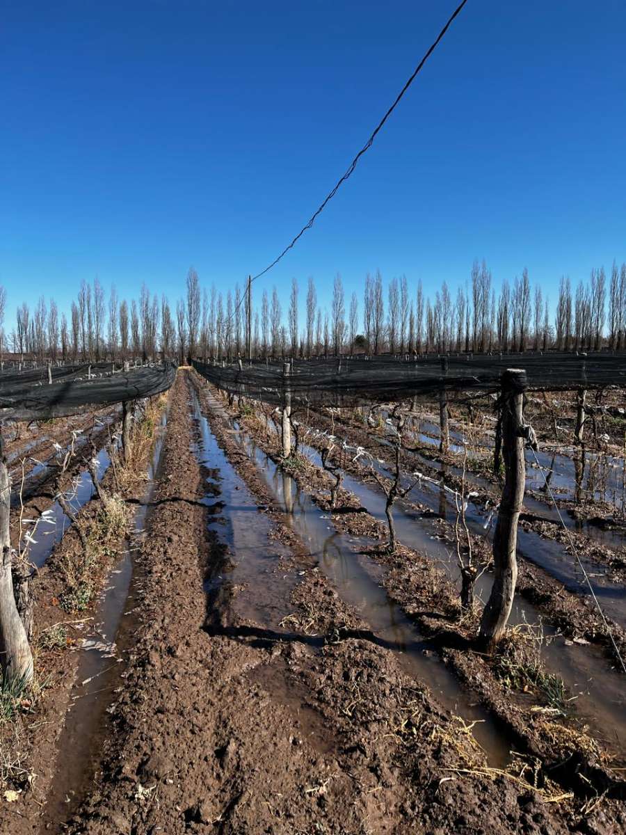 Chacra en Venta Calle "m" Y "9", General Alvear - Imagen 4