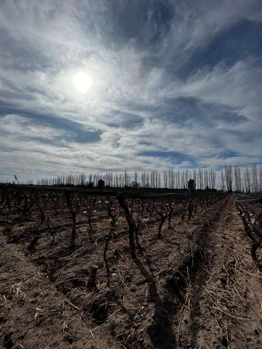 Chacra en Venta Calle "m" Y "9", General Alvear - Imagen 5