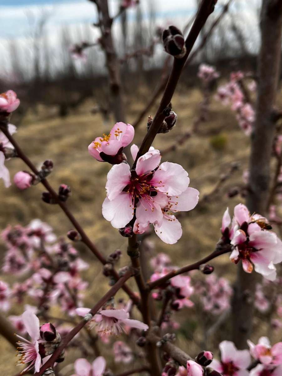 Chacra en Venta Calle "m" Y "9", General Alvear - Imagen 10