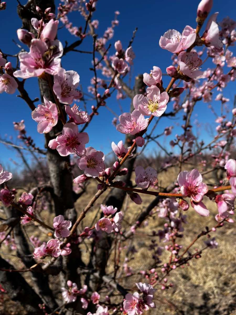Chacra en Venta Calle "m" Y "9", General Alvear - Imagen 8