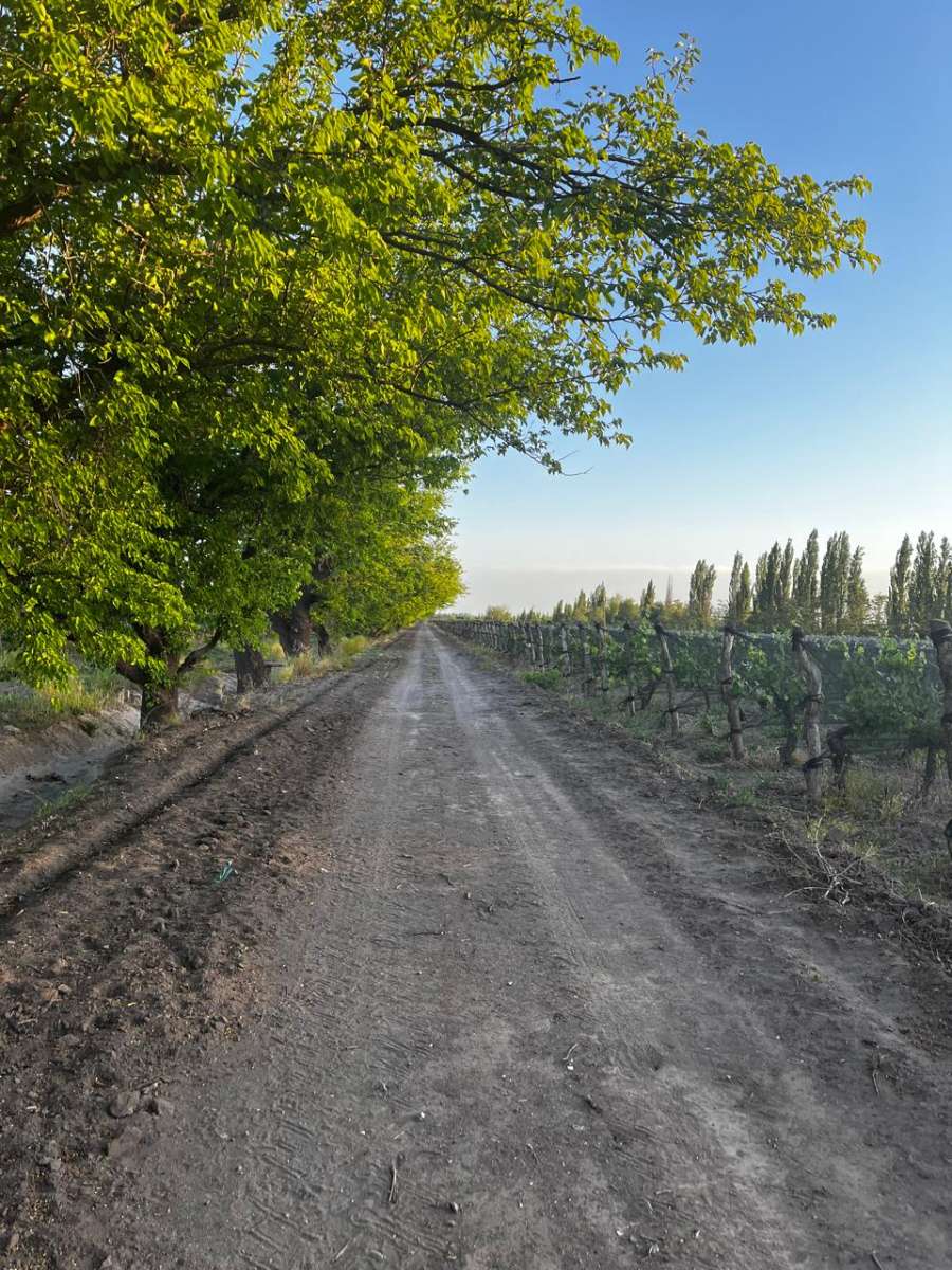 Chacra en Venta Calle "m" Y "9", General Alvear - Imagen 9