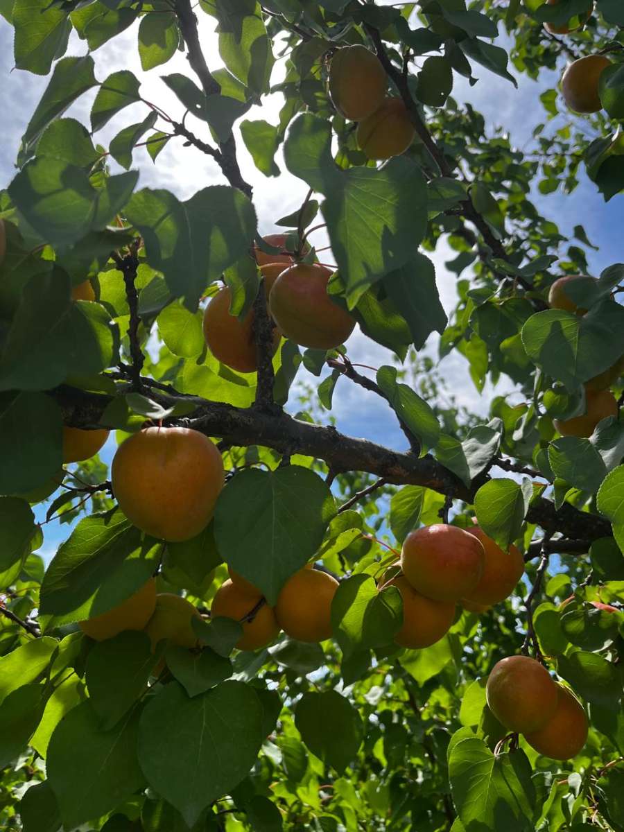 Chacra en Venta Calle "m" Y "9", General Alvear - Imagen 11