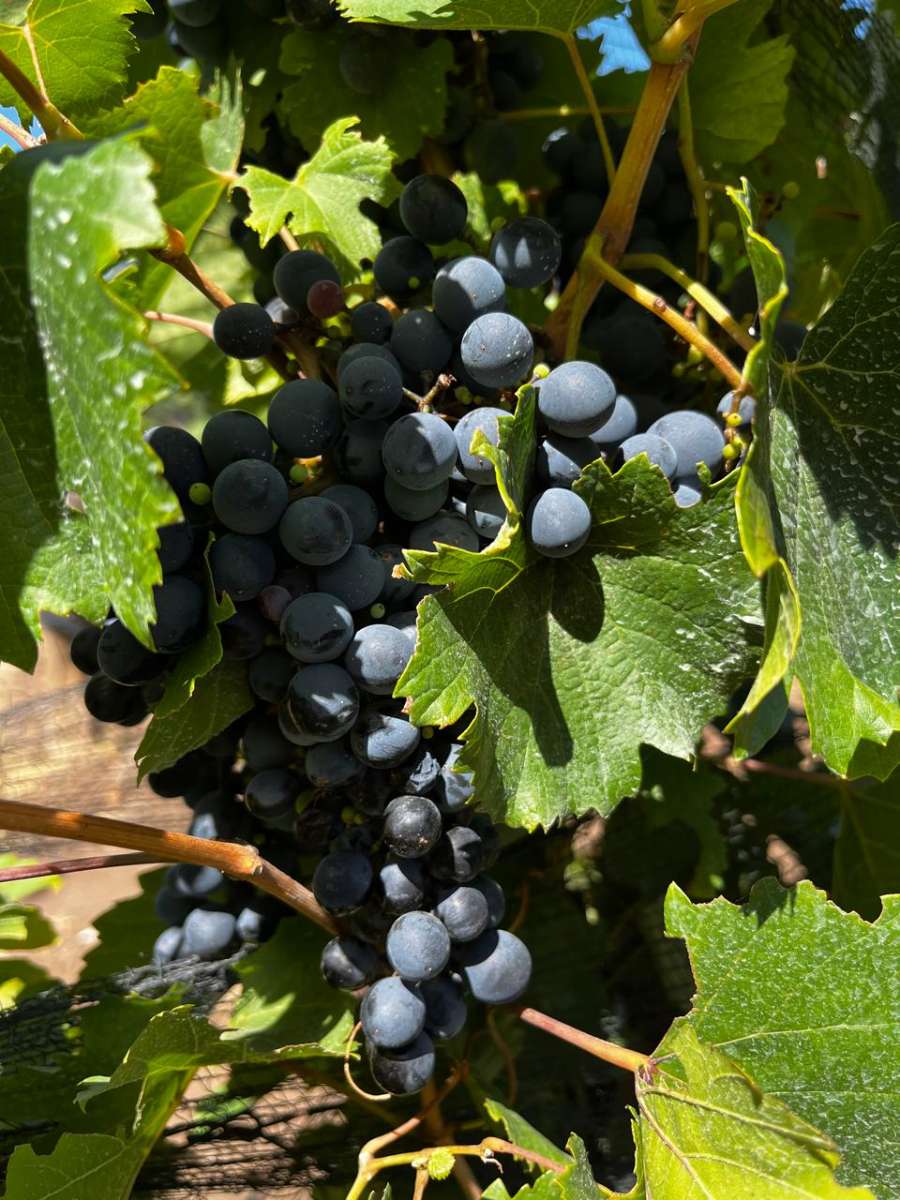 Chacra en Venta Calle "m" Y "9", General Alvear - Imagen 12