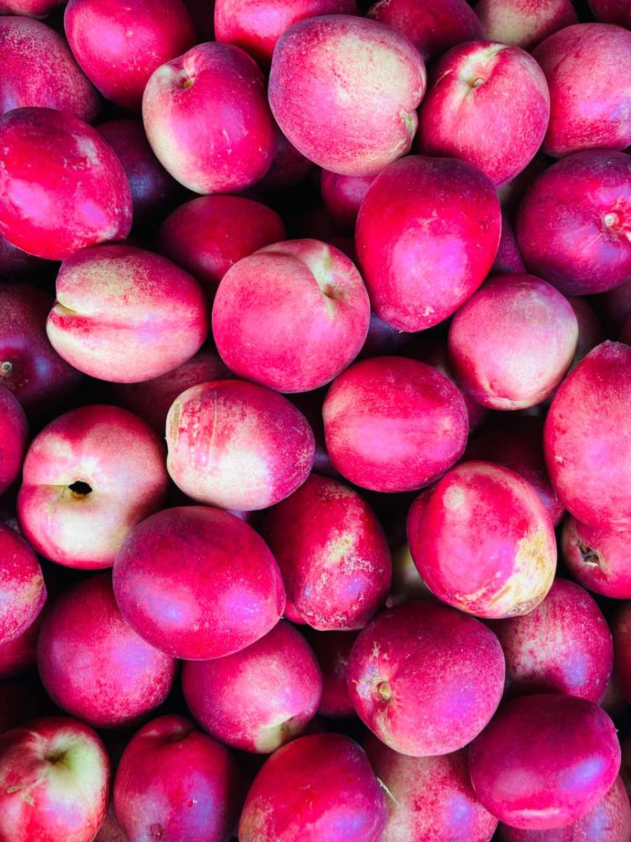 Chacra en Venta Calle "m" Y "9", General Alvear - Imagen 14