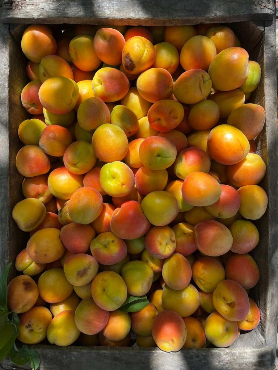 Chacra en Venta Calle "m" Y "9", General Alvear - Imagen 15