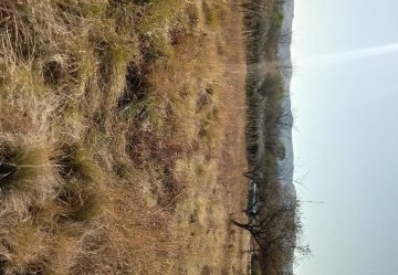 Emperador CarlosV y Duque de Borbon , 