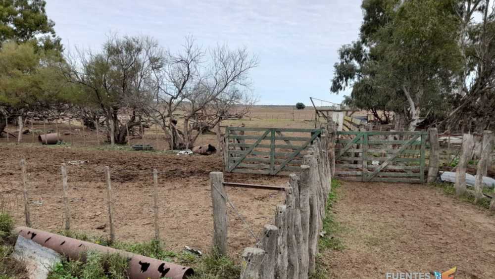 Campo  Colonia Baron - Imagen