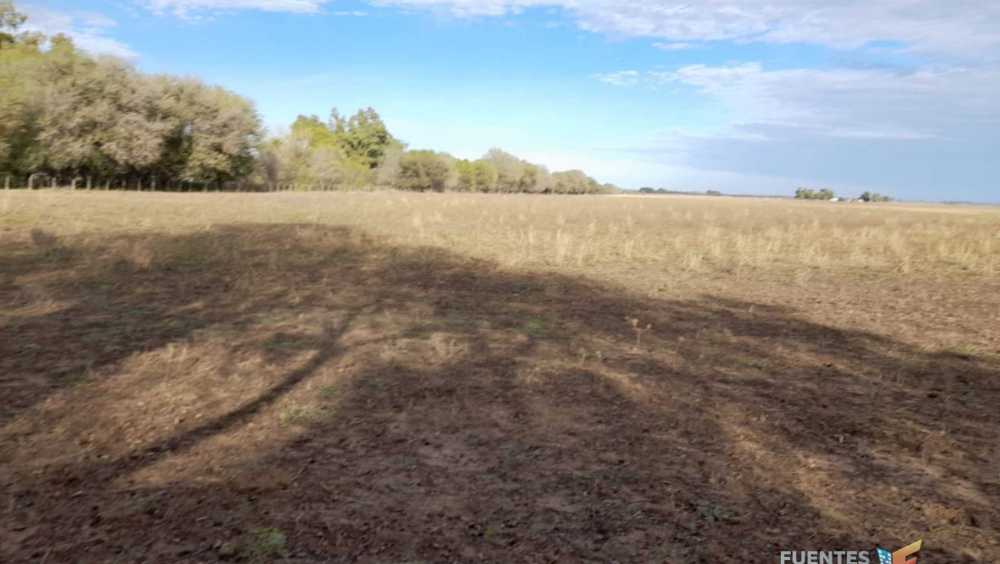 Campo  Colonia Baron - Imagen