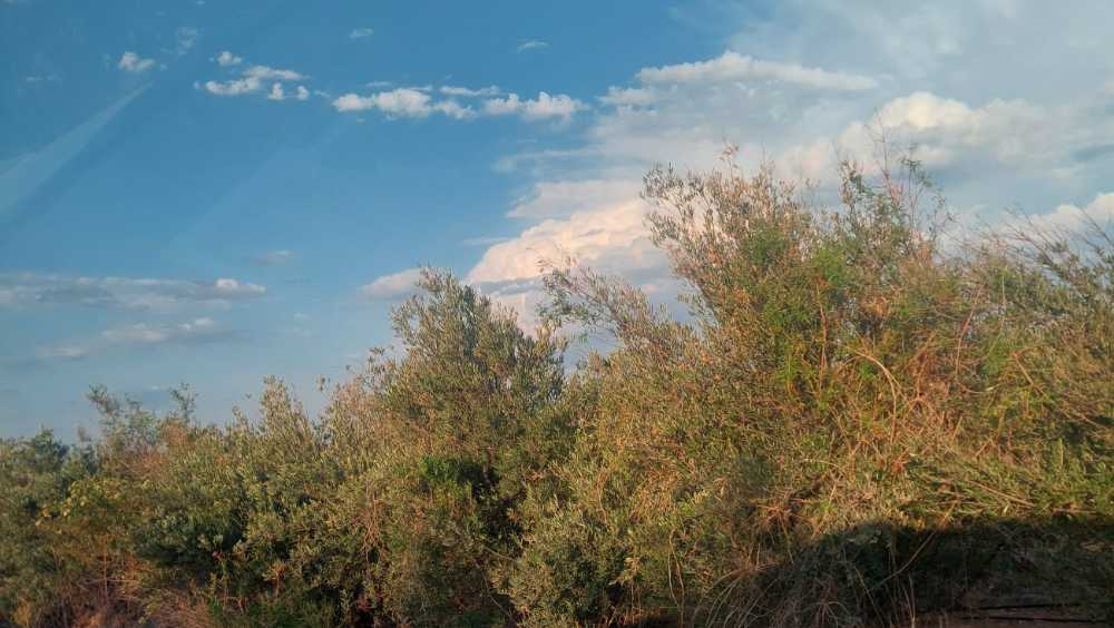 Terreno en Venta Ruta Pcial 62 , Rivadavia - Imagen 4