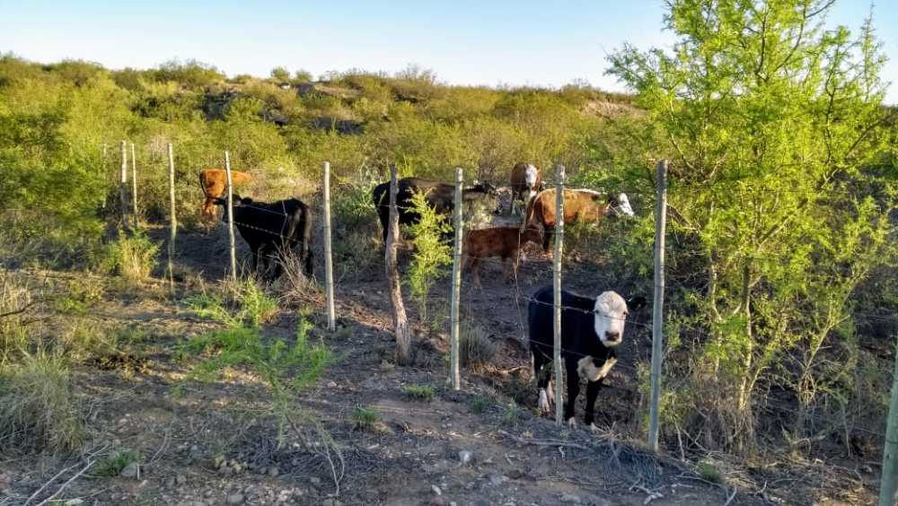 Terreno en Venta Ruta Pcial 62 , Rivadavia - Imagen 5