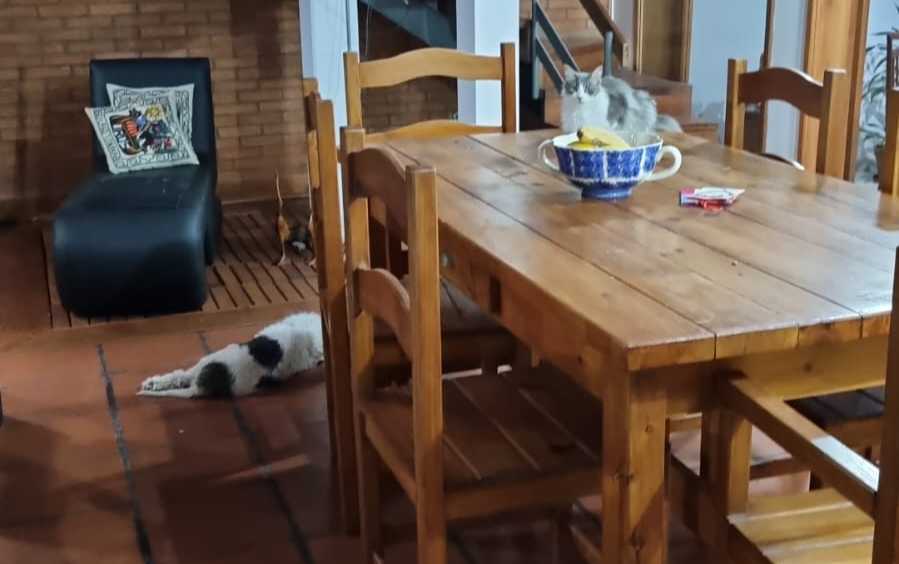 Casa disponible en Veronica · dueño directo · 3 dorm · cochera · 596 m² de lote - Imagen 4