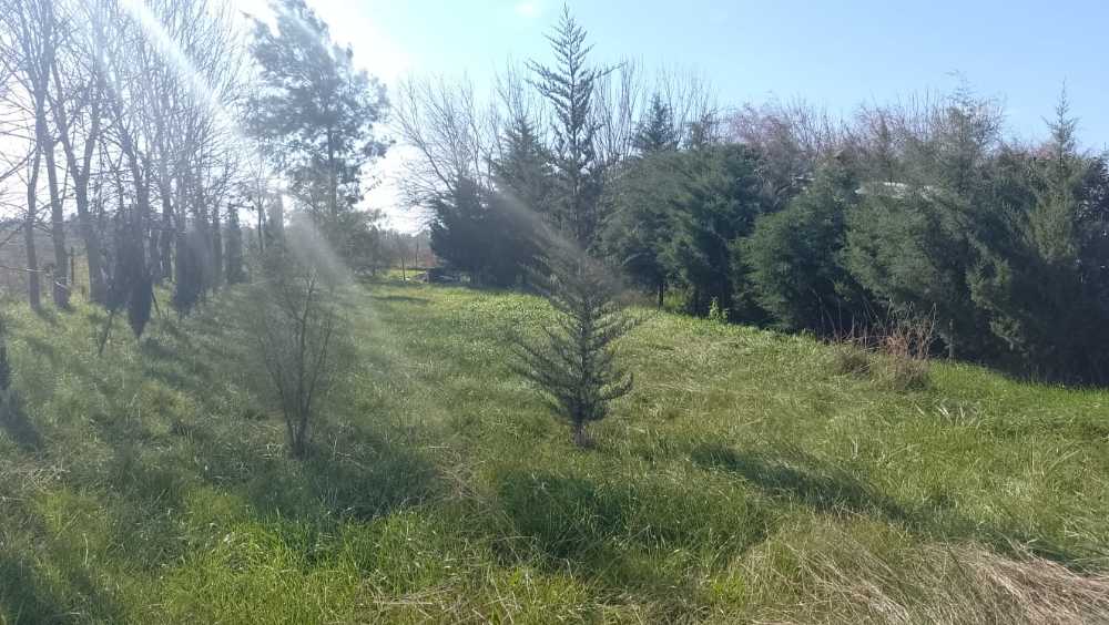 Comprar Terreno en Alvarez · frente 15 m · largo 57 m · 855 m² de lote · dueño directo - Imagen 3