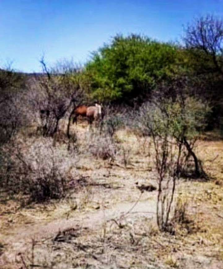 Campo en Venta Calle Publica Sin Número , San Marcos Sierra - Imagen 6