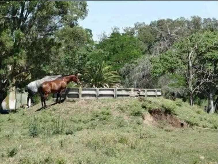 Campo en General Guido para en Venta · 223 ha - Imagen 5