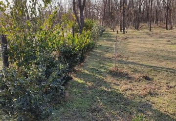 Lote en Venta Bosque Sol De Mayo, Río Cuarto - Imagen 5