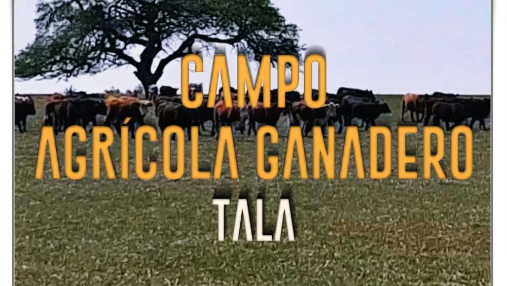 Campo Agricola-ganadero En Venta. 60 Ha. Las Guachas, Tala, Entre Rios - Imagen 1
