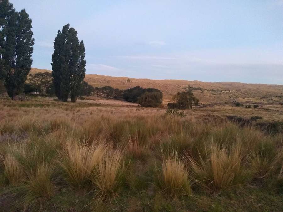 Campo  Cruz del Eje - Imagen