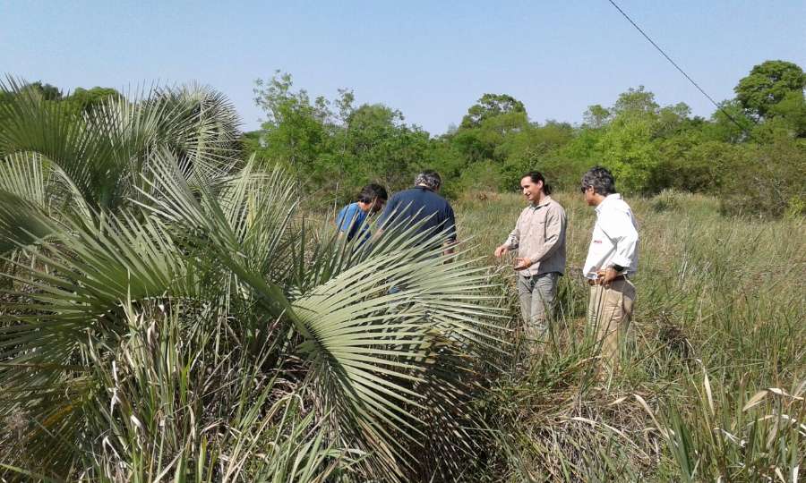 Campo  Text corpus - Imagen