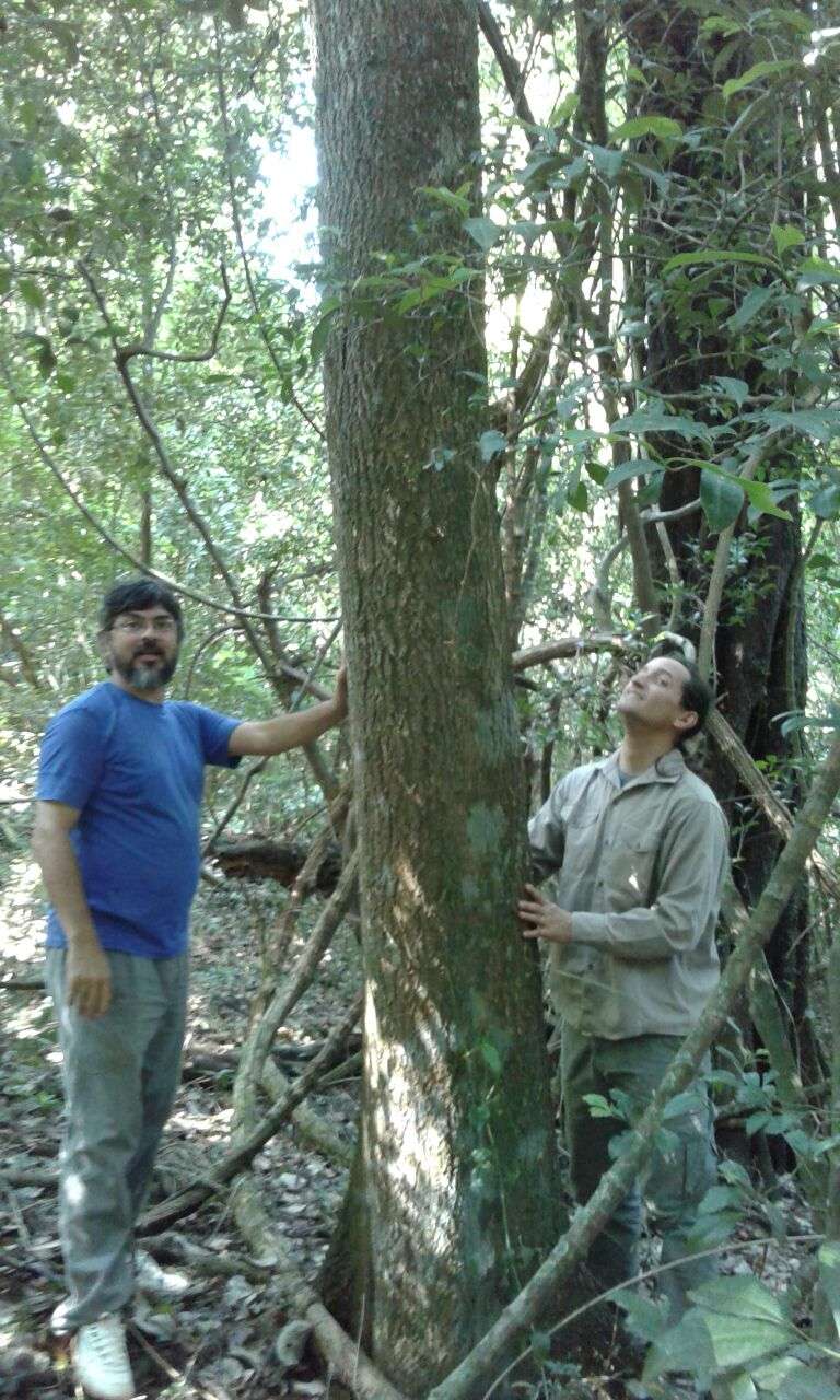 Campo  Text corpus - Imagen