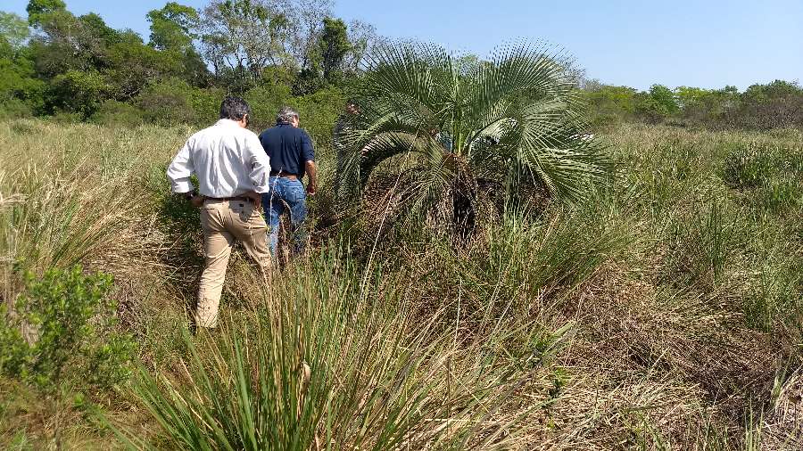 Campo  Text corpus - Imagen